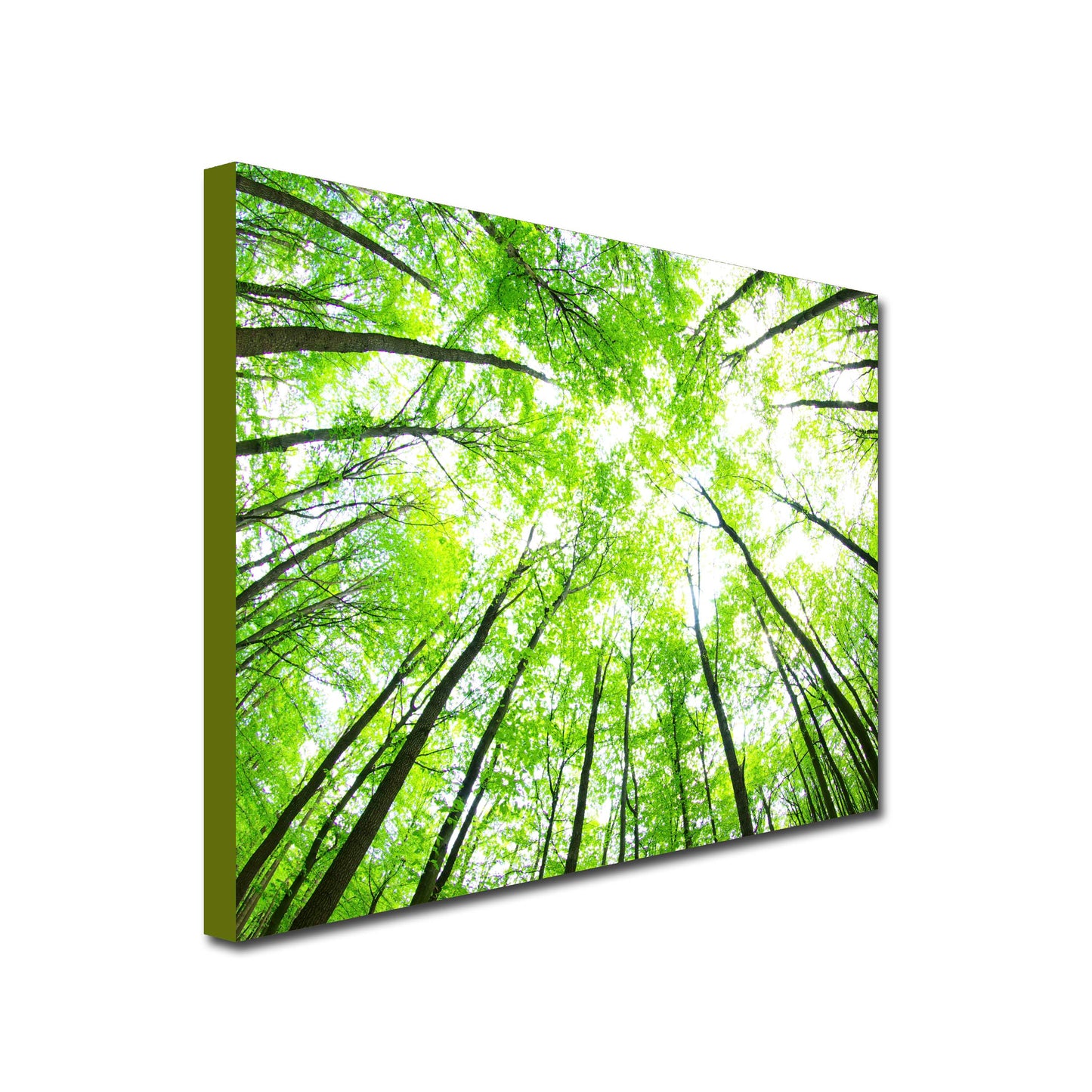 Tree Canopy In the Sun Art Canvas