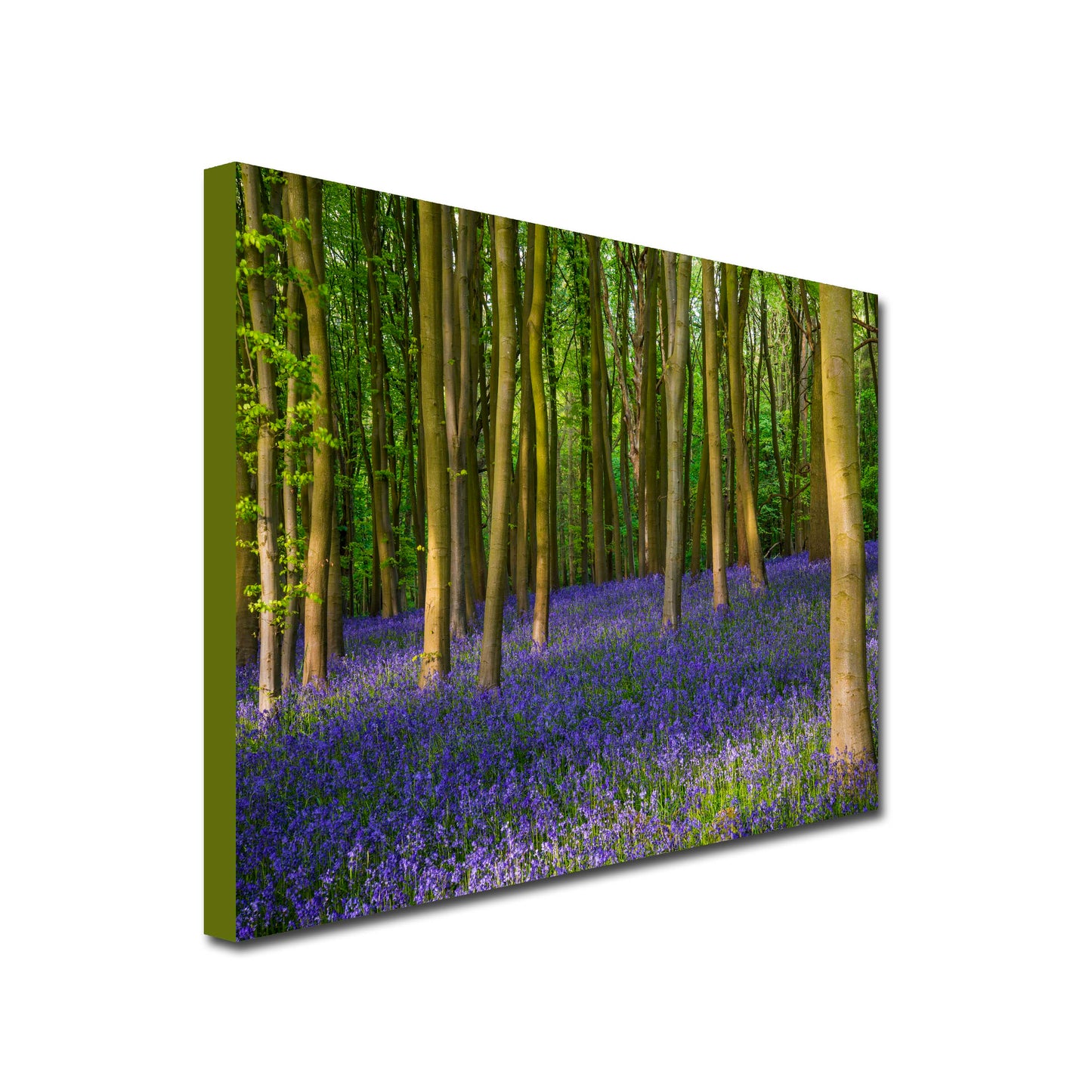 Bluebell Woods forest canvas