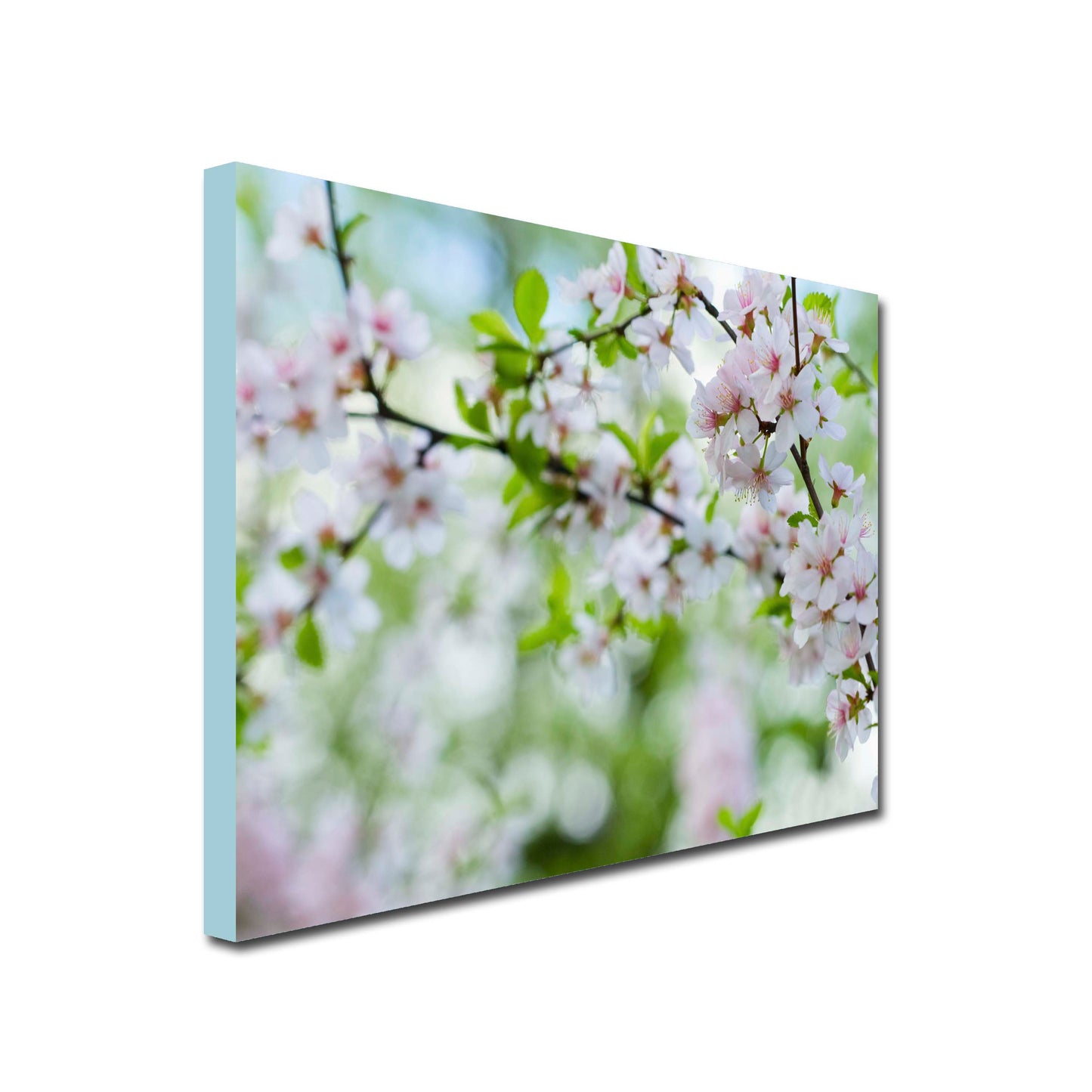 Landscape Canvas of Apple tree branch with pale pink apple blossoms