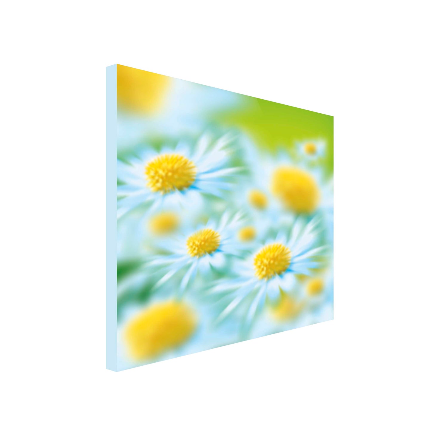 Square Canvas Art of close up of white daisy with yellow centre