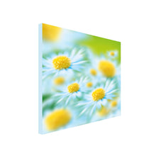Load image into Gallery viewer, Square Canvas Art of close up of white daisy with yellow centre 
