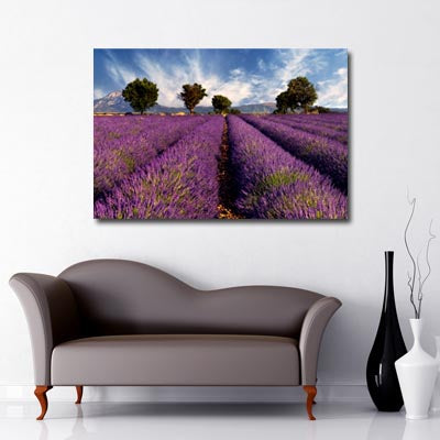 Landscape Art Canvas of Lavender fields with trees in background and cloudy, blue skies 