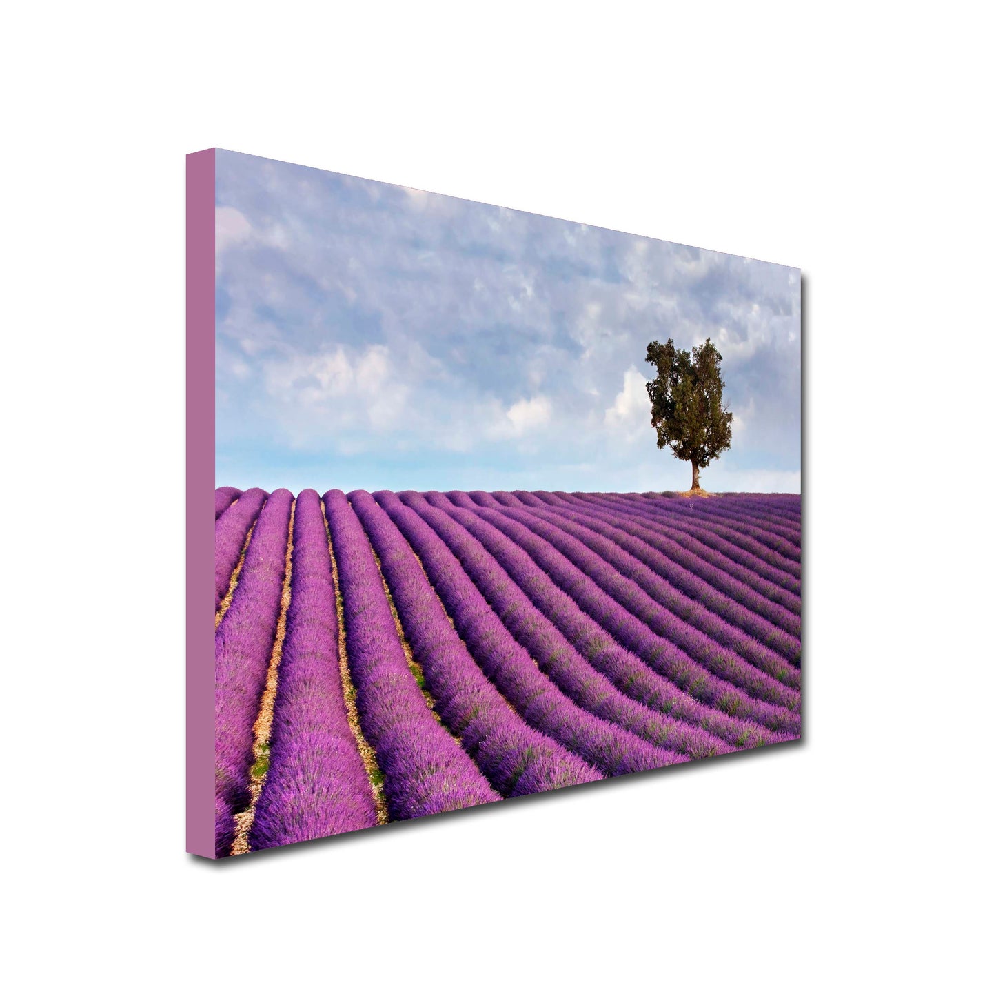 Landscape Art Canvas of Lavender fields with lone tree in background and cloudy, blue skies
