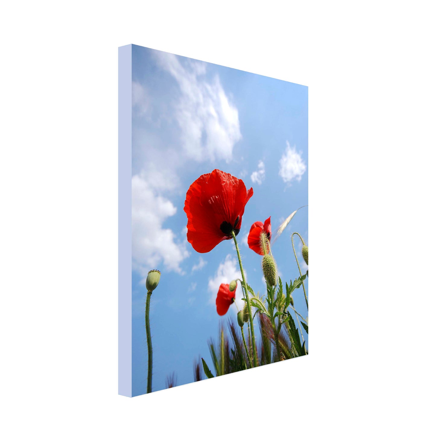 Portrait Art Canvas of Red Poppy in Field with blue sky with interspersed clouds in background