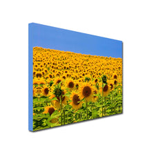 Load image into Gallery viewer, Landscape Art Canvas of Field of Yellow Sunflowers with blue sky background
