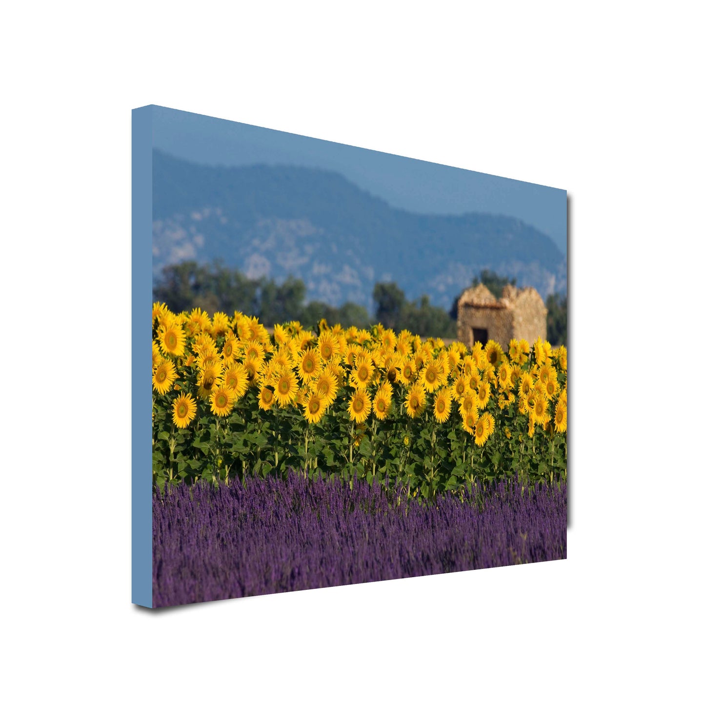 Landscape Art Canvas of Field of Yellow Sunflowers and Lavender with blue sky, hills, trees and building ruins in background