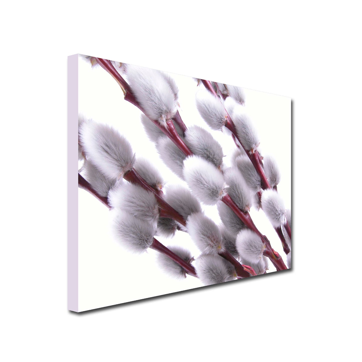Close up Landscape Art Canvas of Willow blossom on a white background