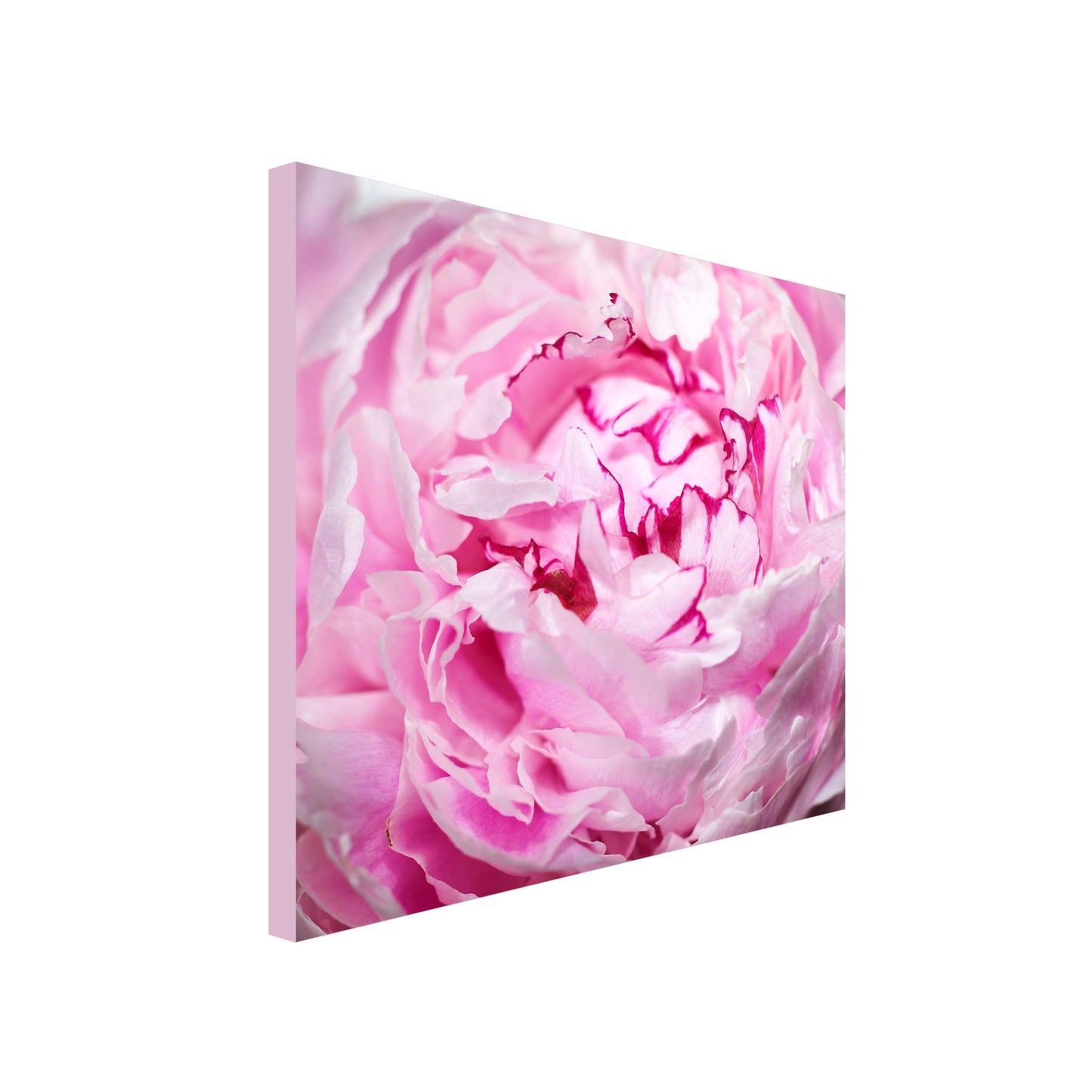 Square Canvas Art close up of two toned pink flower with with ruffled edge petals