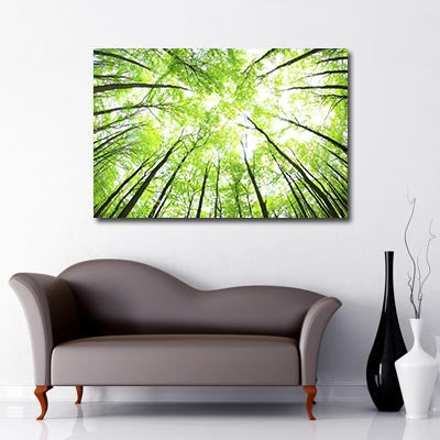 Tree Canopy In the Sun Art Canvas