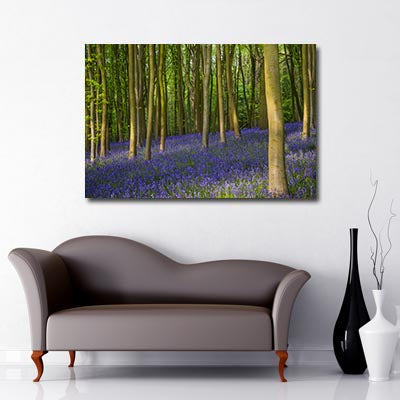 Bluebell Woods forest canvas