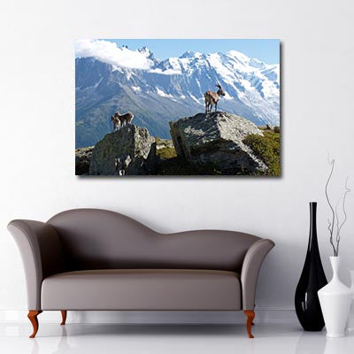 Mount Blanc Mountain with goats standing on rocks in the foreground 