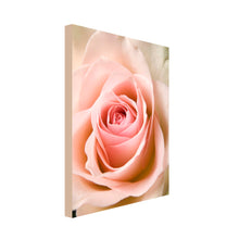 Load image into Gallery viewer, Portrait Art Canvas of close up of open peach rose petals 
