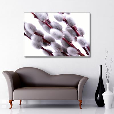 Close up Landscape Art Canvas of Willow blossom on a white background